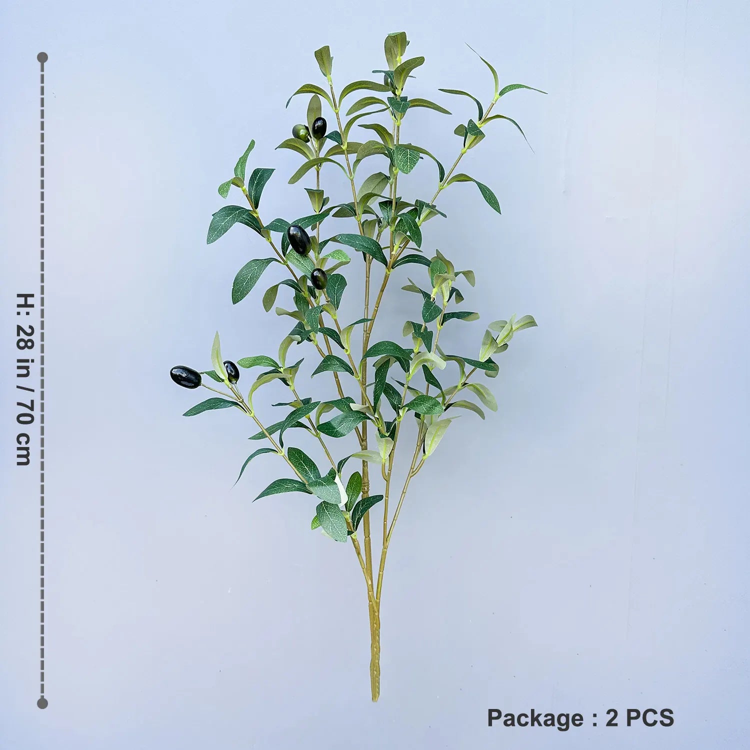 Olive Plant Tree with High Branches - 65–200cm
