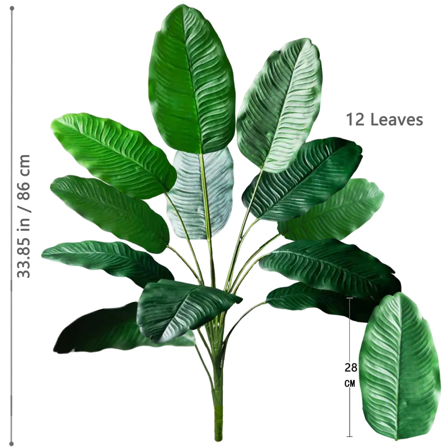 Palm Tree with 24 Leaves
