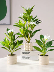Azalea Plant – 21–40cm