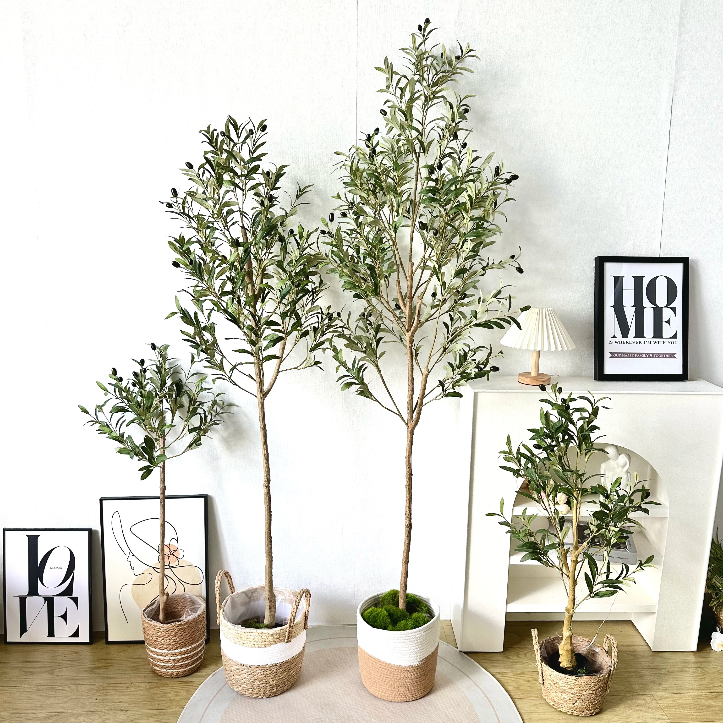Olive Plant Tree with High Branches - 65–200cm