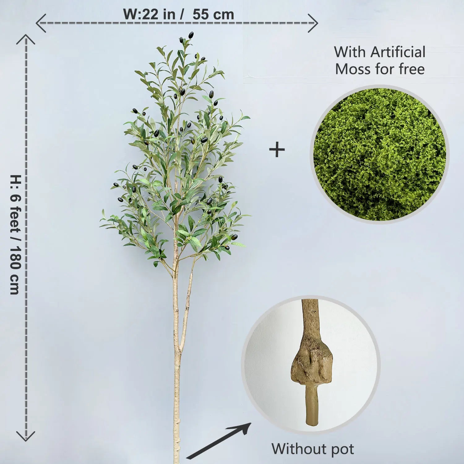 Olive Plant Tree with High Branches - 65–200cm