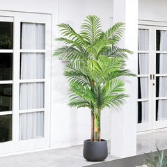 Triple Golden Cane Palm – 180 cm