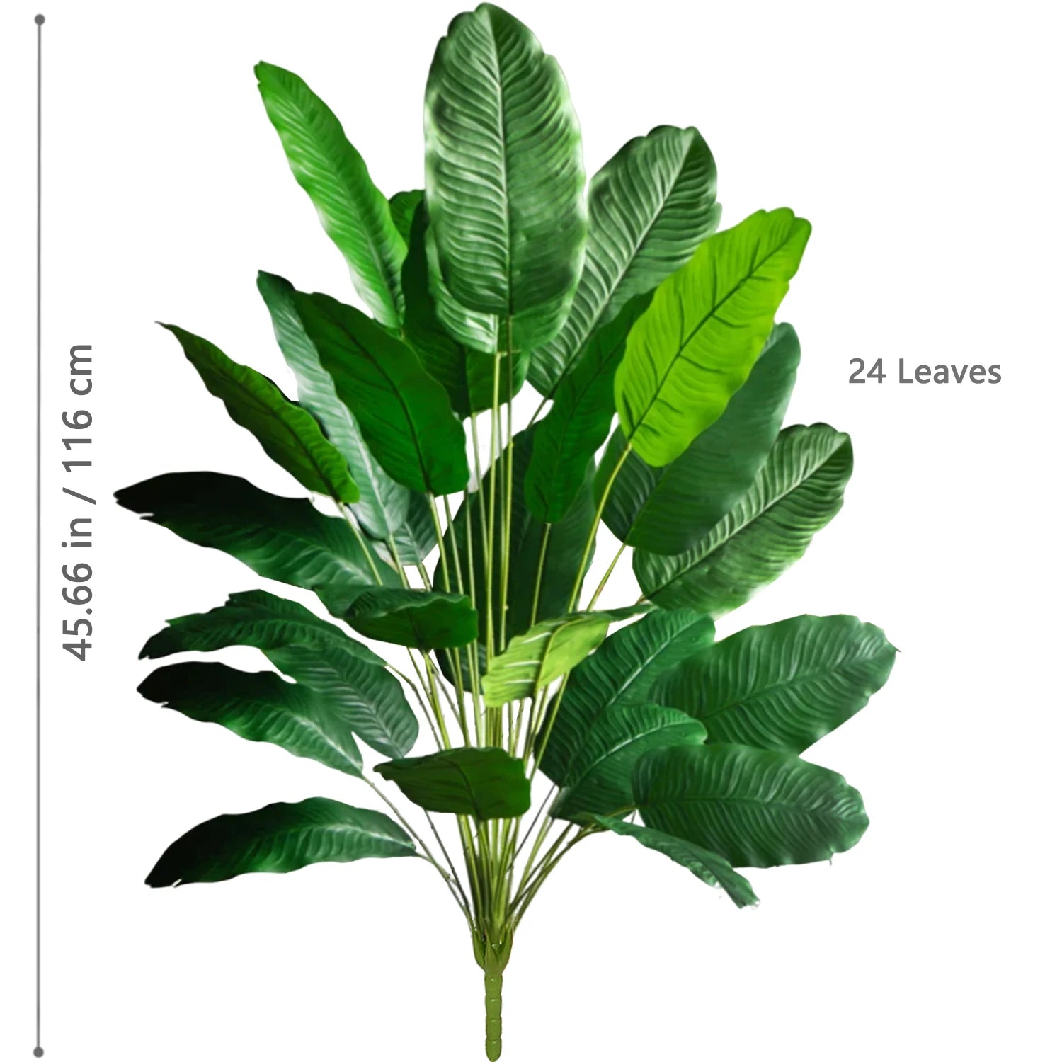 Palm Tree with 24 Leaves