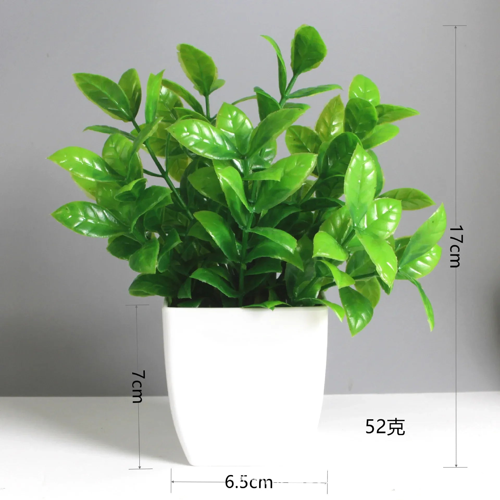 Eucalyptus Bonsai – 30cm
