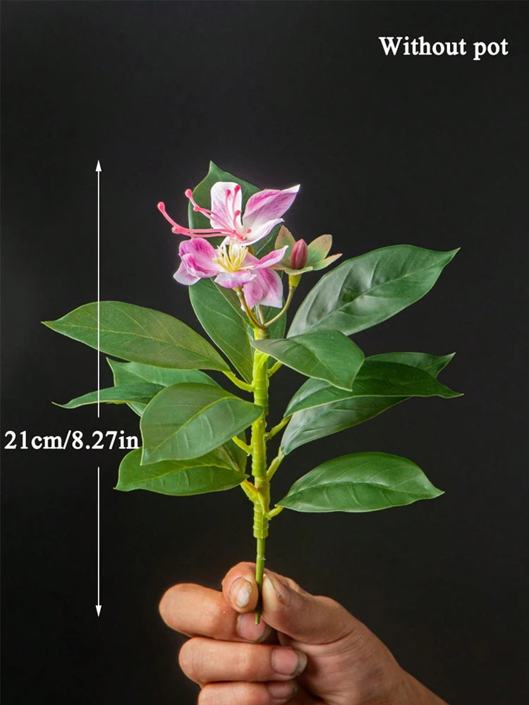Azalea Plant – 21–40cm
