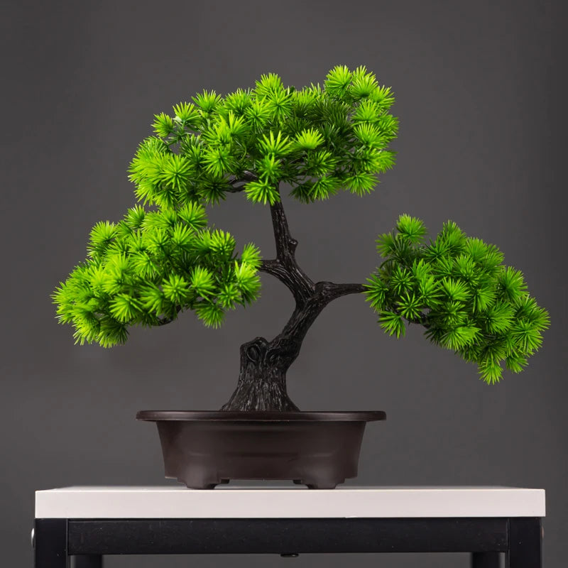 Pine Bonsai Tree - 27cm