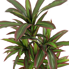 Dracaena Faux Plant – 120 cm