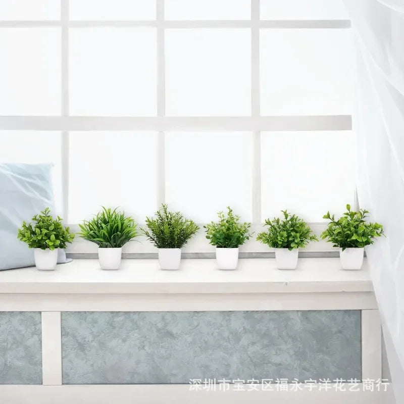 Eucalyptus Bonsai – 30cm