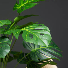 Monstera Tree with Turtle Leaves - 65cm