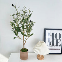 Olive Plant Tree with High Branches - 65–200cm