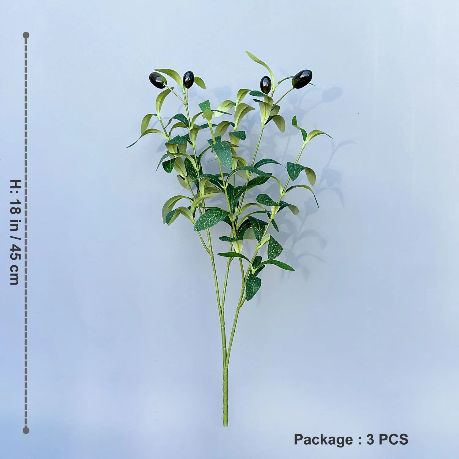 Olive Plant Tree with High Branches - 65–200cm