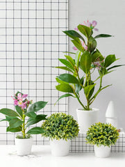 Azalea Plant – 21–40cm