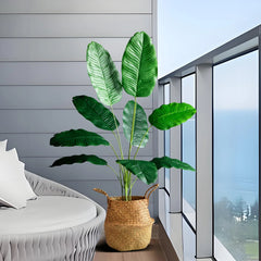 Bird of Paradise Tree Banana Leaf Plant 85–115cm