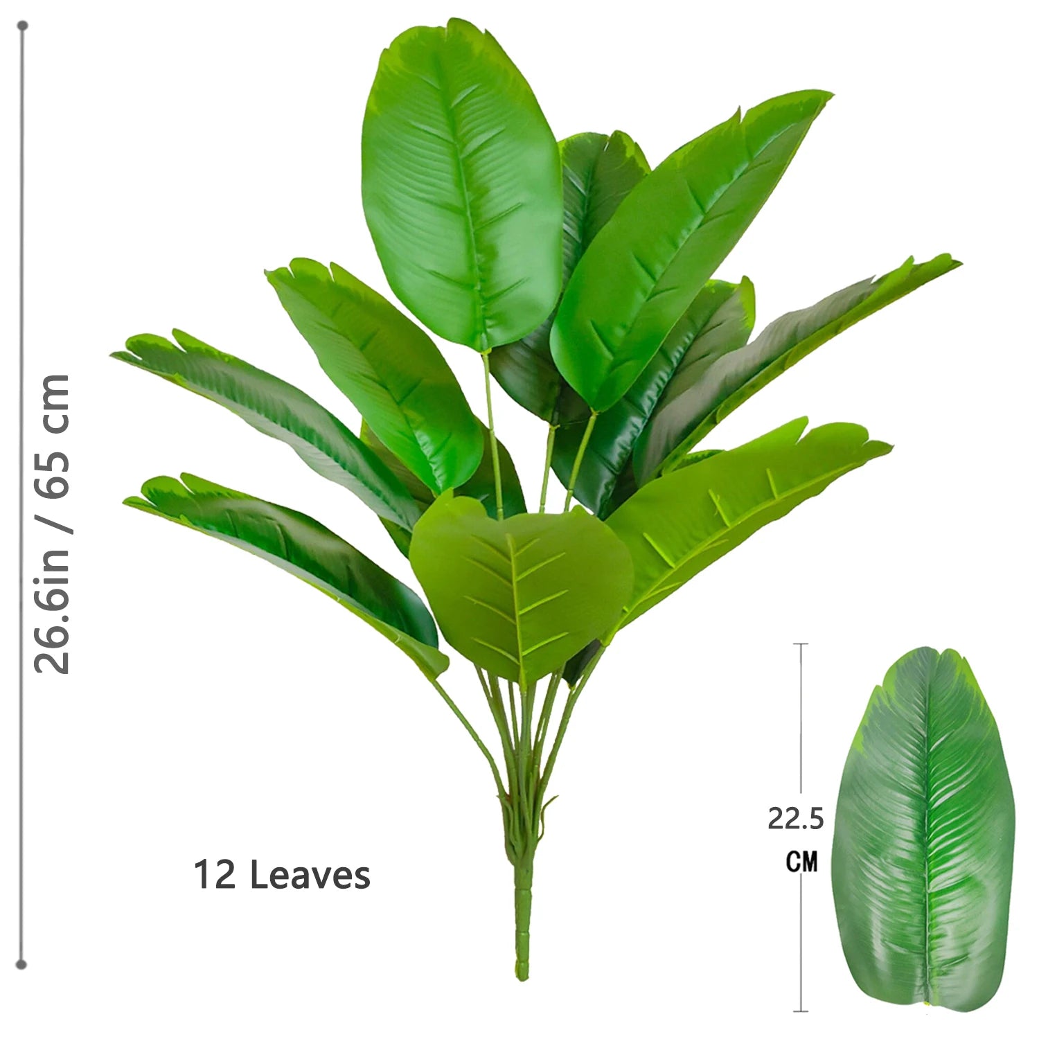 Palm Tree with 24 Leaves