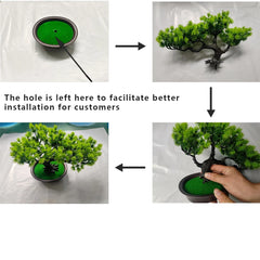 Pine Bonsai Tree - 27cm